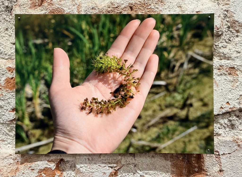 28 Maria Nalbantova Swamping 2025