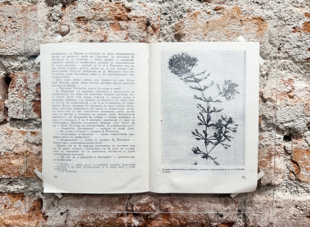 29 Maria Nalbantova Swamping 2025