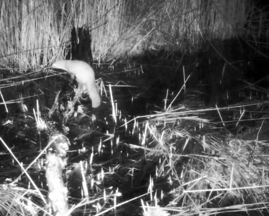 63 Paradise Marsh 2023 Maria Nalbantova footage from camera traps