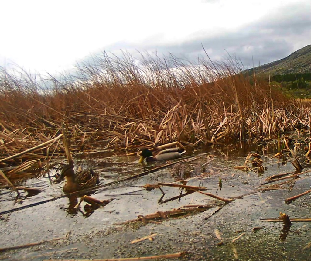 65 Paradise Marsh 2023 Maria Nalbantova footage from camera traps