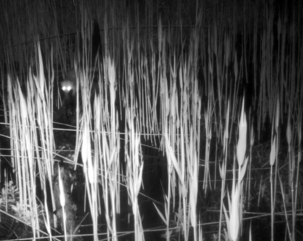 64 Paradise Marsh 2023 Maria Nalbantova footage from camera traps 64 Paradise Marsh 2023 Maria Nalbantova footage from camera traps