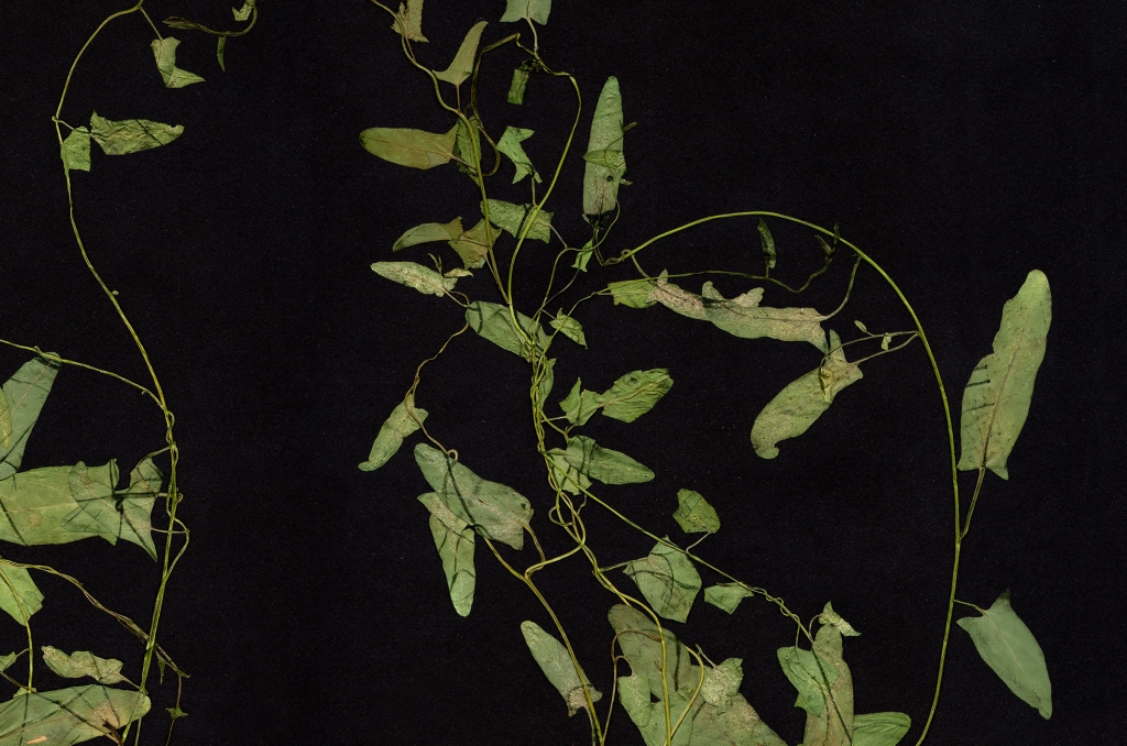 15_Weeds_Convolvulus_arvensis_withy_wind_Maria_Nalbantova_2022.jpg
