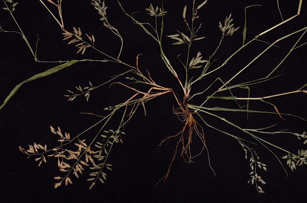 16_Weeds_Little_Lovegrass_Eragrostis_minor_Maria_Nalbantova_2022_1.jpg