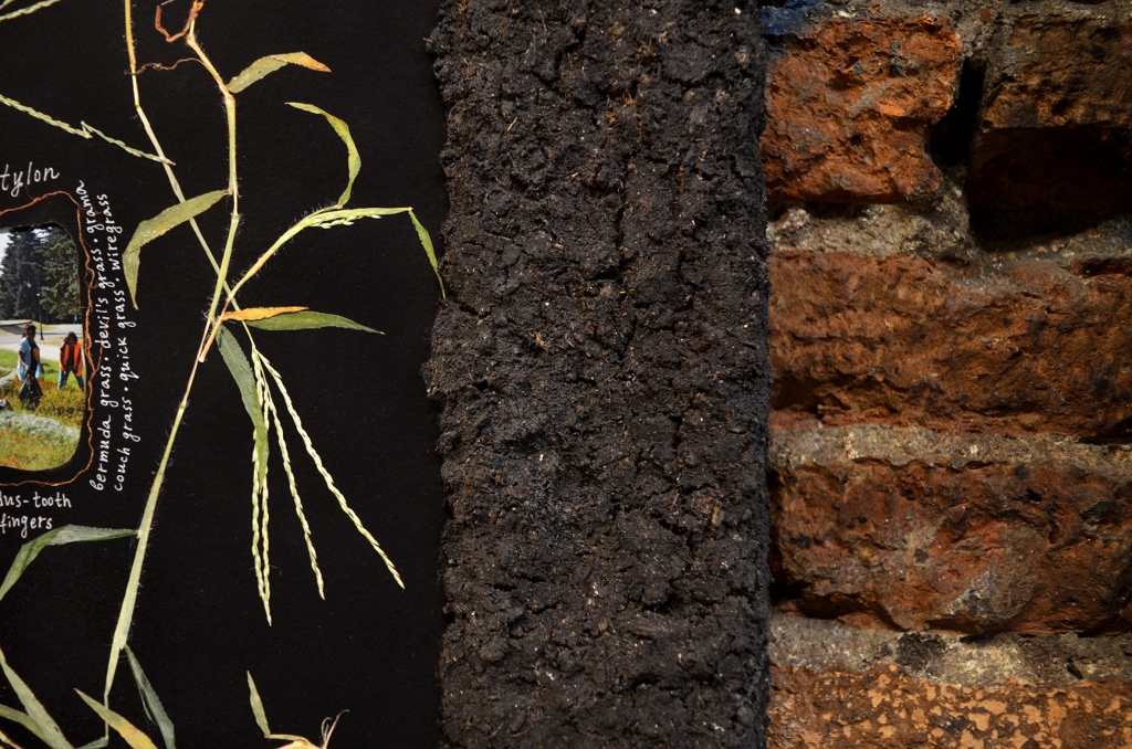 18_Weeds_Little_Lovegrass_Eragrostis_minor_Maria_Nalbantova_2022.jpg